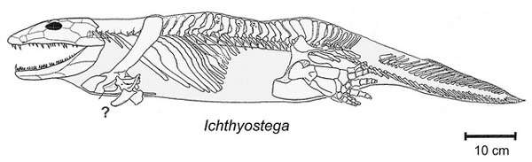 Ихтиостегида (Ichthyostegalia), рисунок картинка доисторические вымершие животные