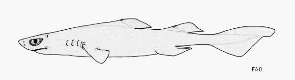 Черная акулеола (Aculeola nigra), рисунок картинка акулы рыбы