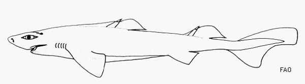 Длинношипая бархатная акула (Centroscymnus macracanthus), рисунок картинка рыбы