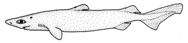 Белоглазая акула Оустона (Centroscymnus owstonii), рисунок картинка рыбы