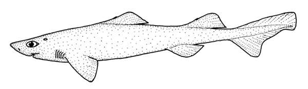 Вельветовая колючая акула Планкета, или Уайта (Proscymnodon plunketi), рисунок картинка изображение рыбы