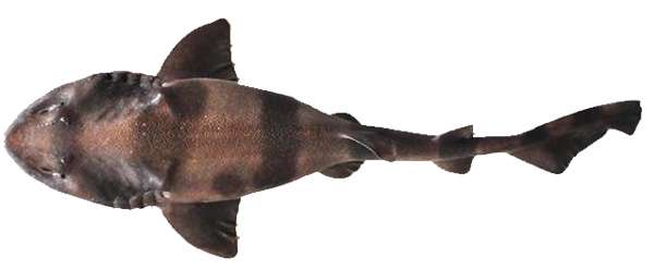 Индийская головастая акула (Cephaloscyllium silasi), фото рыбы фотография картинка