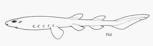 Калифорнийская большеголовая акула (Cephalurus cephalus), рисунок картинка рыбы