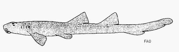 Мадагаскарская кошачья акула (Chiloscyllium caerulopunctatum), рисунок картинка рыбы