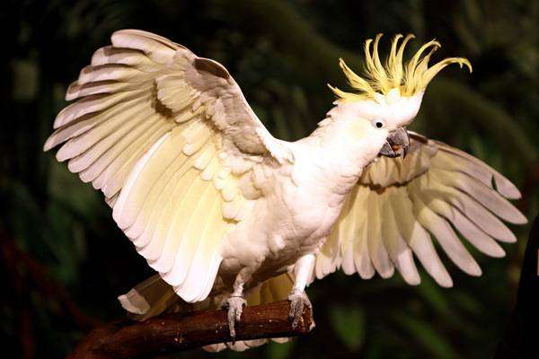 Желтохохлый какаду, фото фотография попугаи птицы картинка