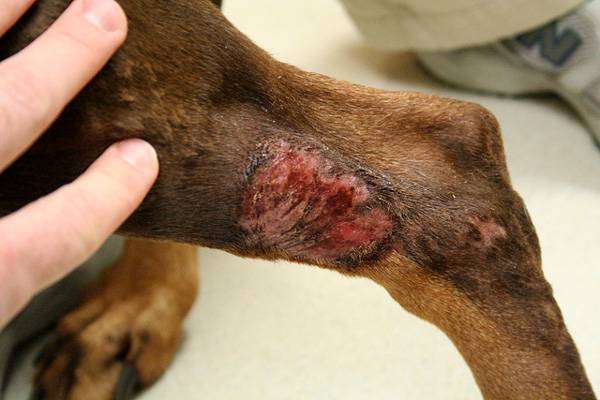 Хронический акральный дерматит месте разлизывания собакой, фото фотография болезни собак картинка ветеринария