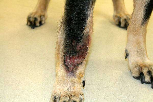 Гранулема собак, фото фотография картинка болезни собак
