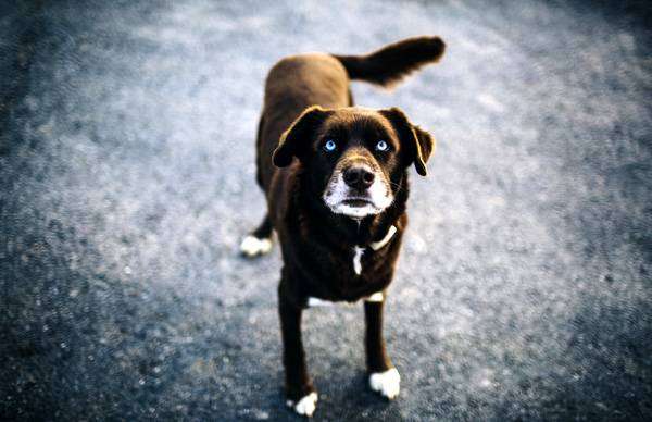 Собака машет (виляет) хвостом, фото фотография поведение собак картинка