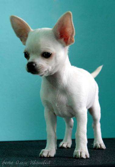 Чихуахуа, фото фотография породы мелких собак картинка