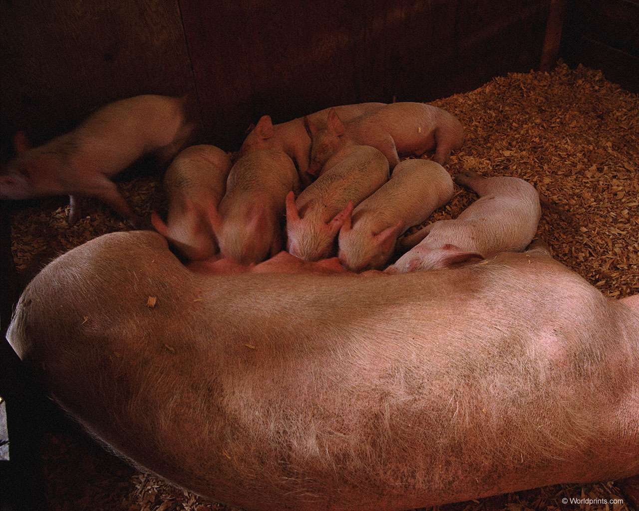 Свиноматка с поросятами, фото фотография свиньи