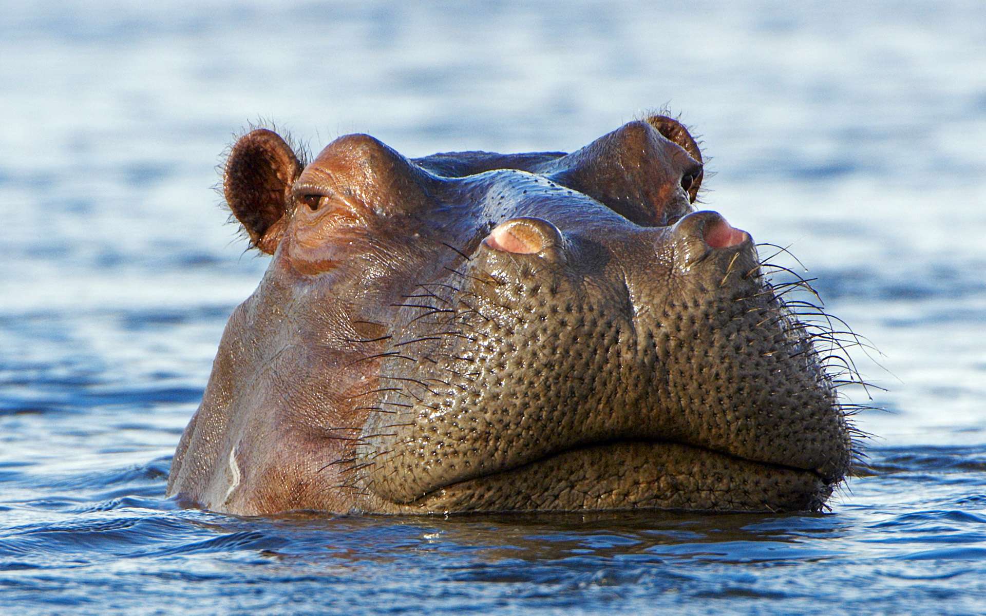 Bathing Hippopotamuses без смс