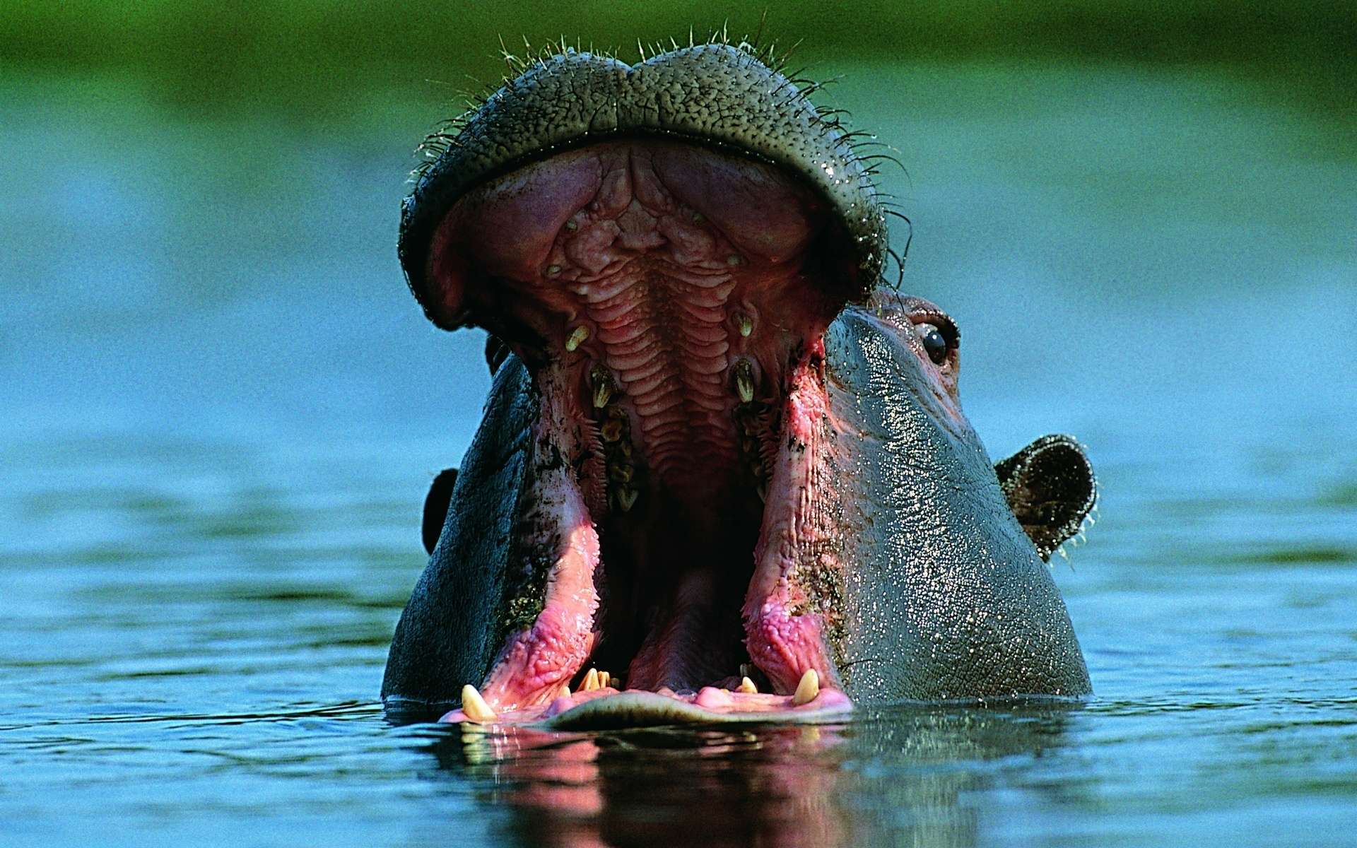 Bathing Hippopotamuses бесплатно
