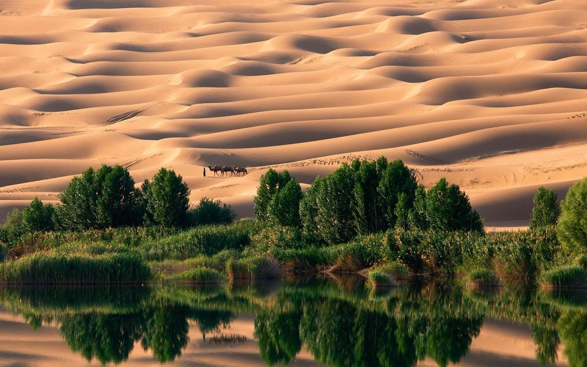 Мираж в пустыне