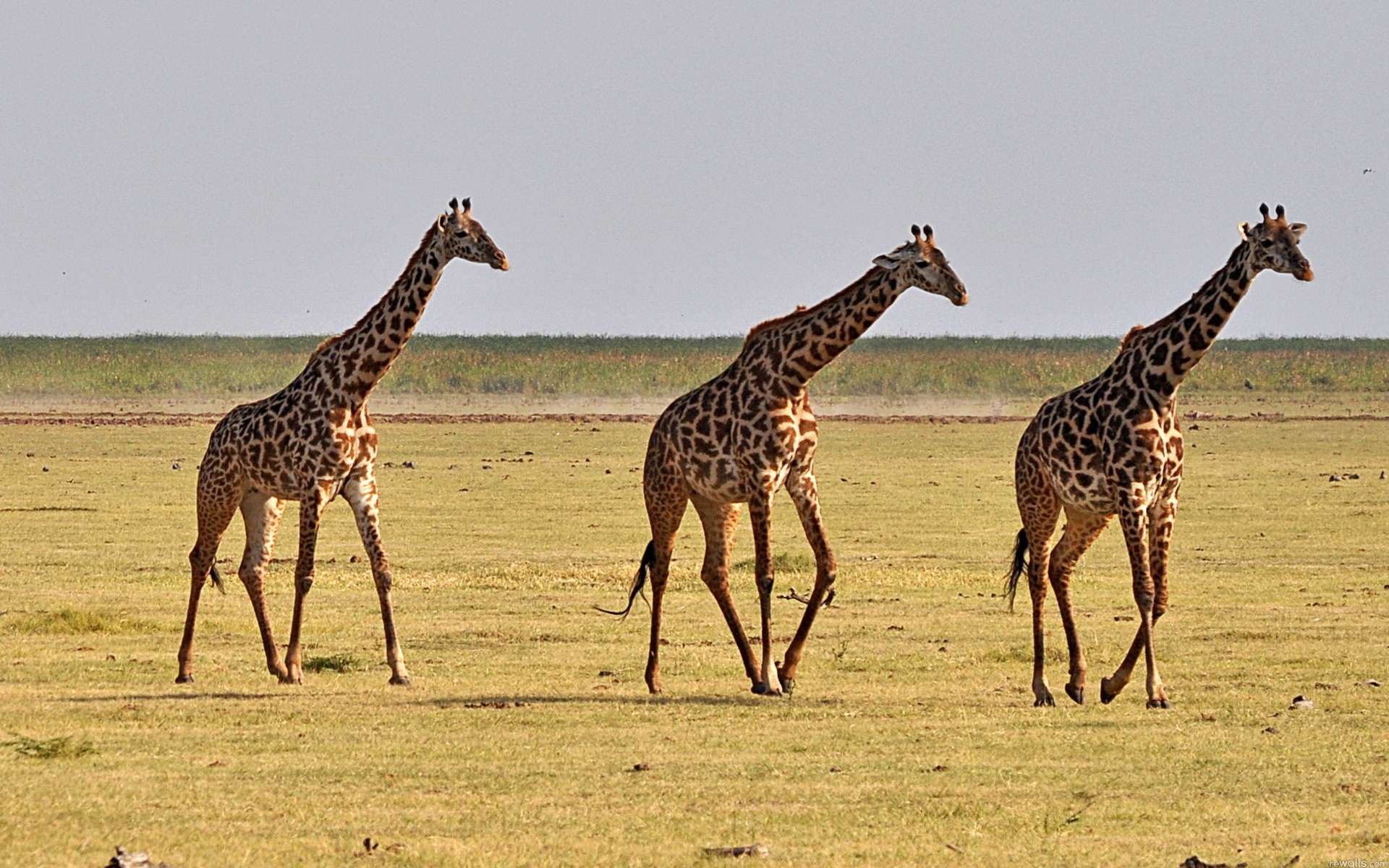 Nosey Giraffe, Africa скачать