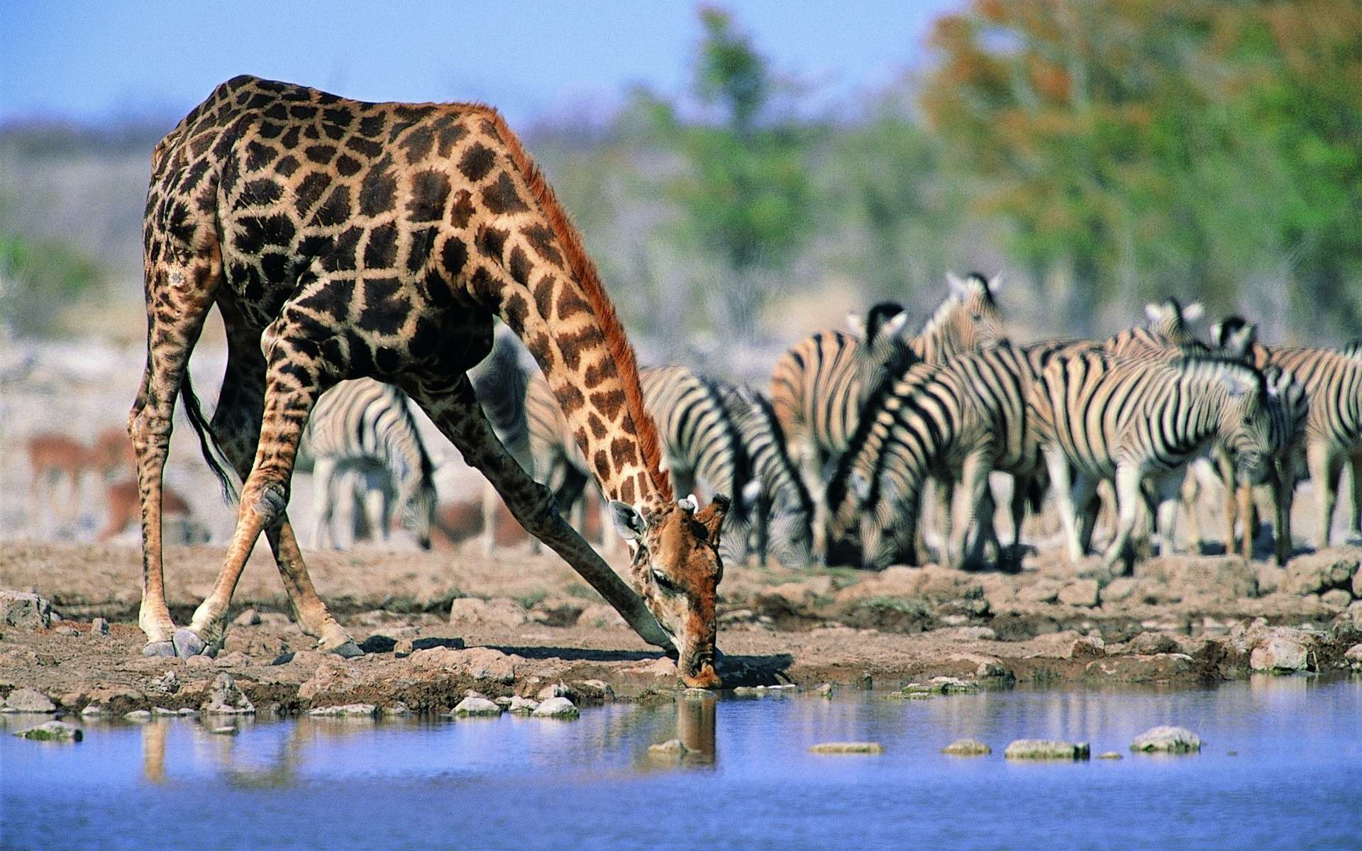 Зебры на водопое без смс