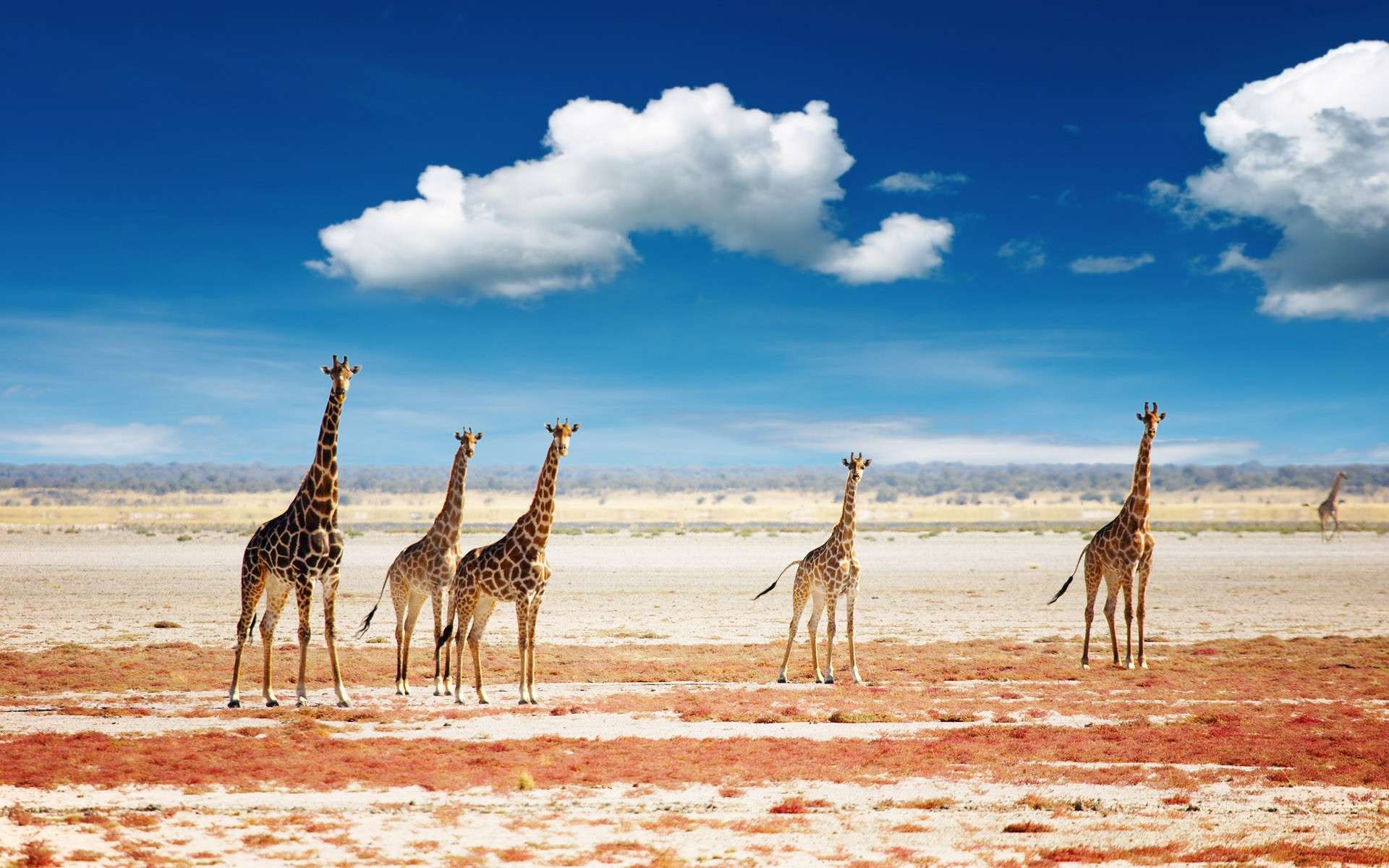 Национальный парк Этоша в Африке