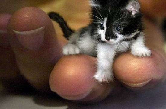 Котенок по кличке Тинкер-той, фото самые животные фотография картинка