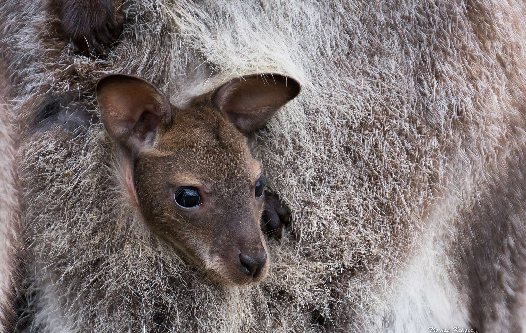 Детеныш кенгуру в сумке
