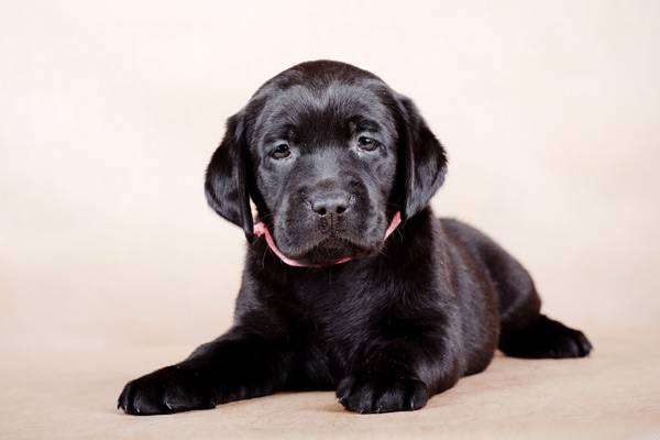 Щенок лабрадора-ретривера, фото болезни лечение собак фотография