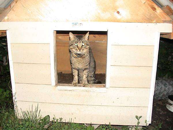 Кот в домике, фото сказки о животных фотография