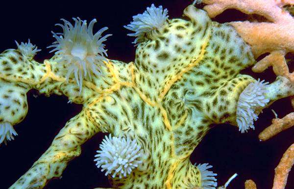 Жесткие кораллы, фотография морской аквариум фото