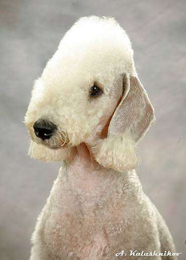 Бедлингтон терьер, рисунок породы собак картинка собаки