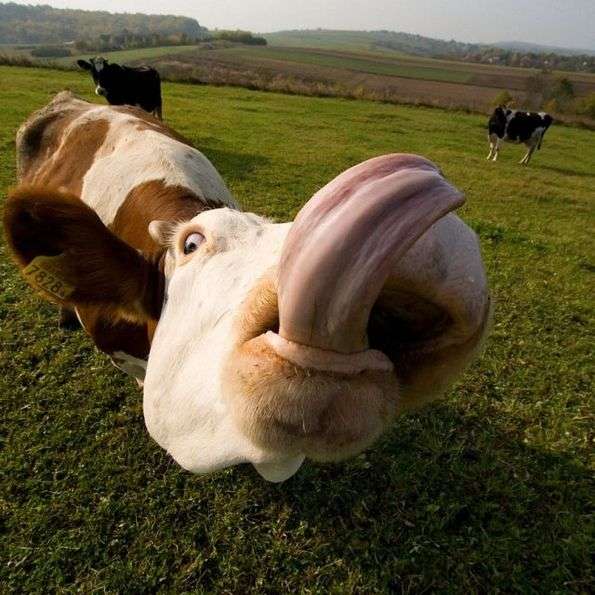 Корова высовывает язык, фото фотография картинка обои 