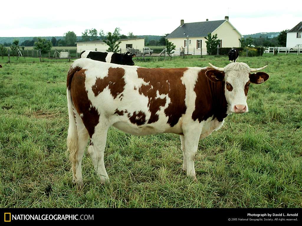 Корова боком фото