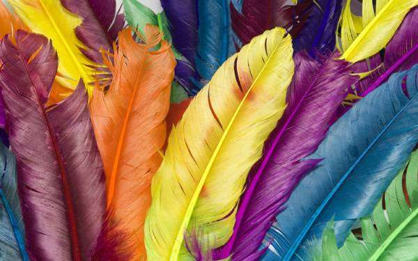 Цветные птичьи перья, фото фотография картинка