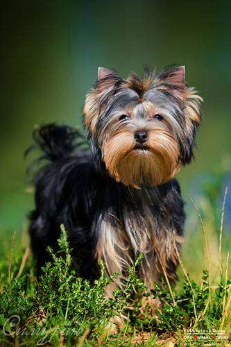 Йоркширский терьер, фото фотография породы собаки