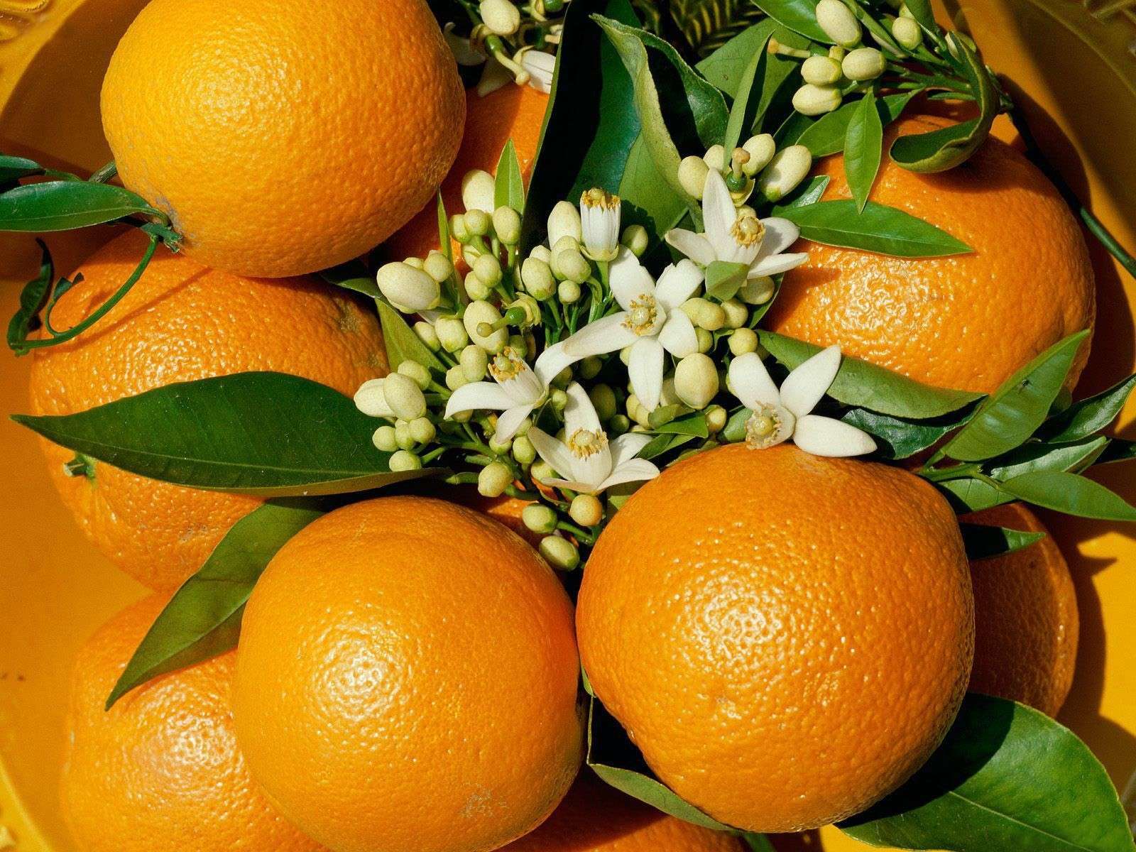 Апельсины на ветке, обои фото фотография картинка 