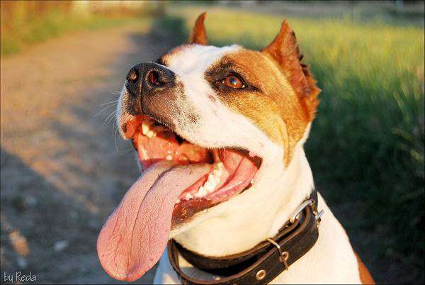 Американский стаффордширский терьер, фото стаффорд породы собак фотография