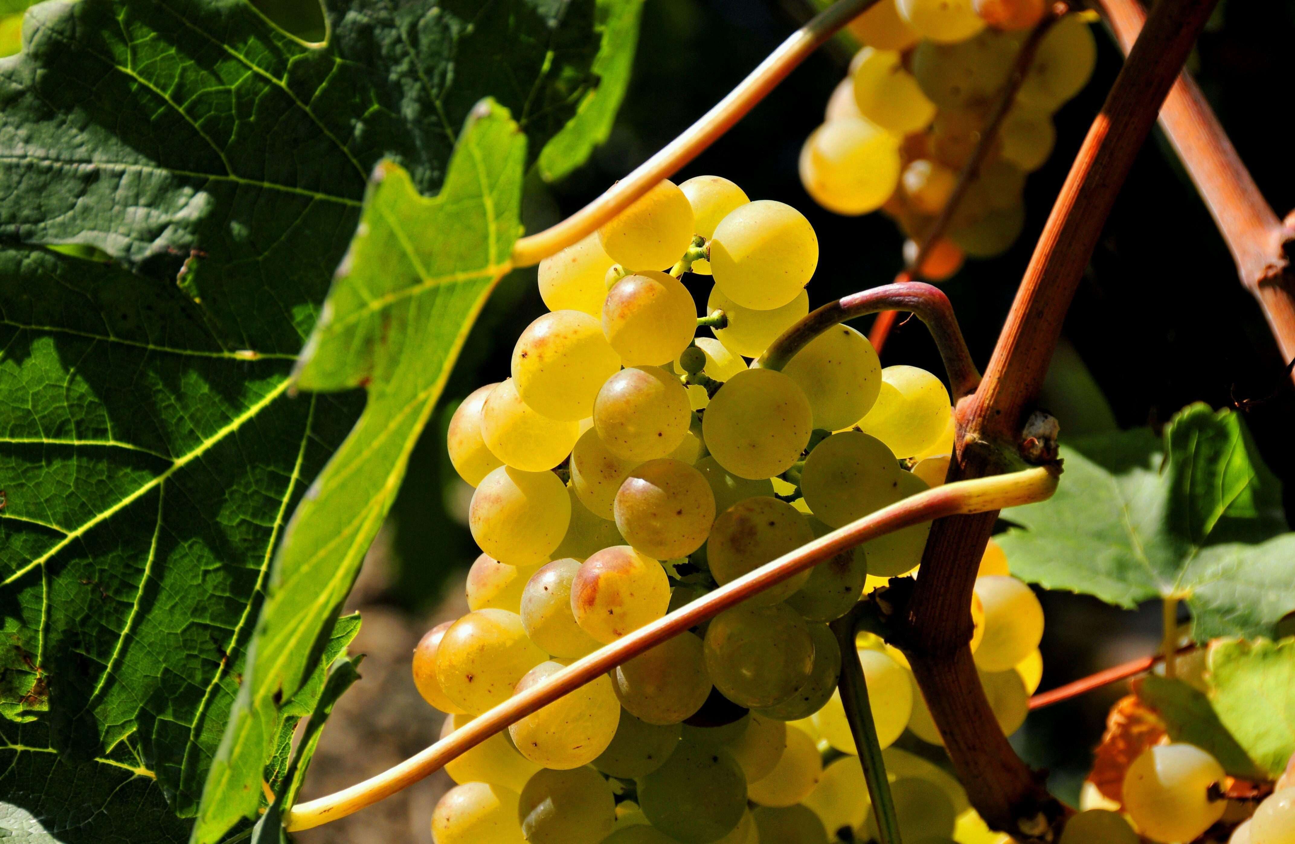 Желтый виноград гронка