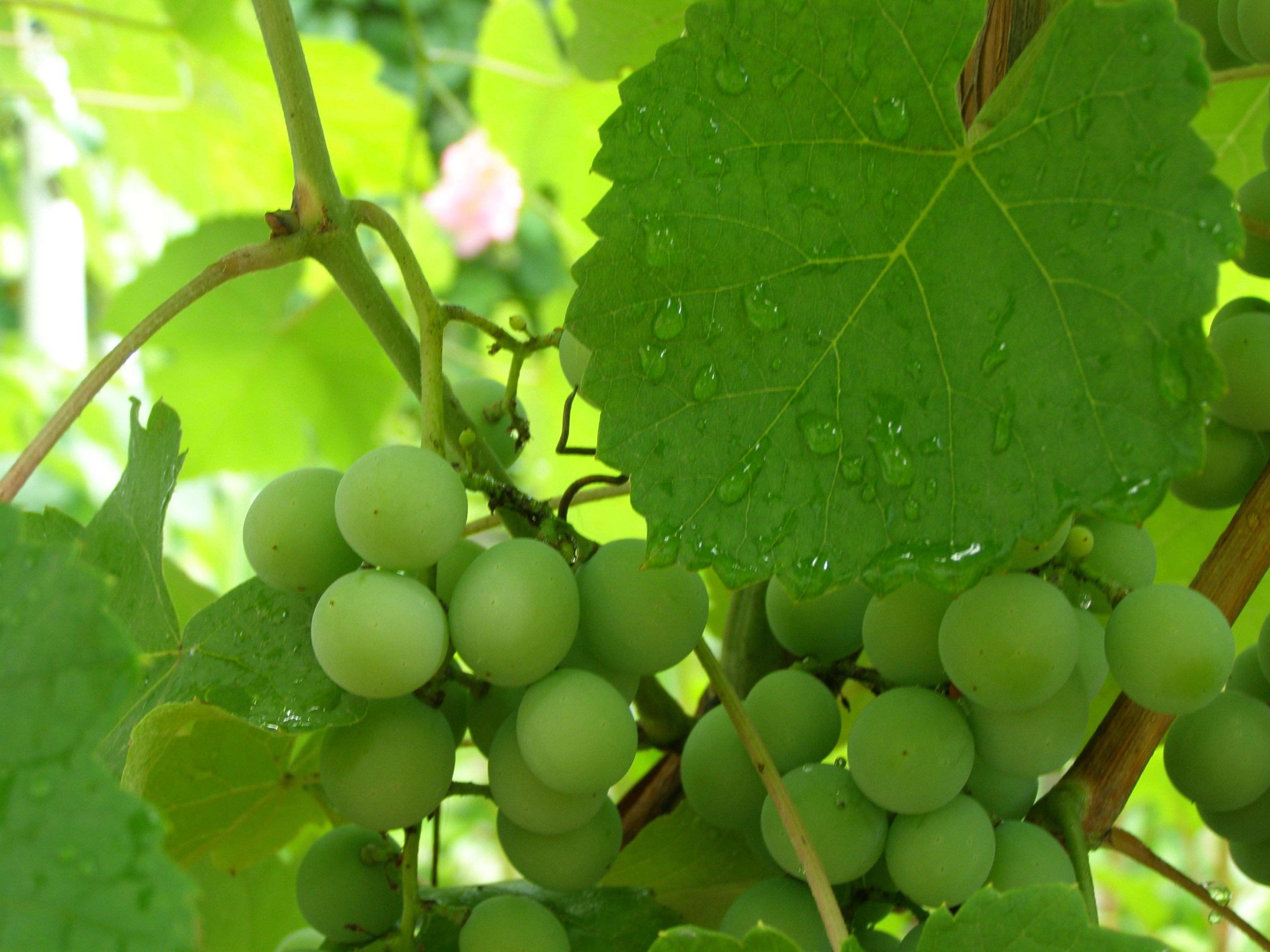 Виноград в природе