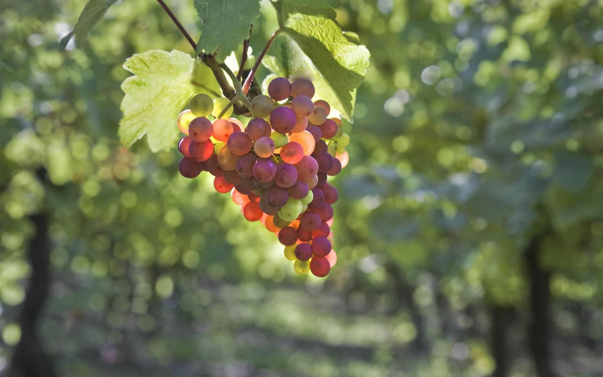 Виноград вино гроздь ветка без смс