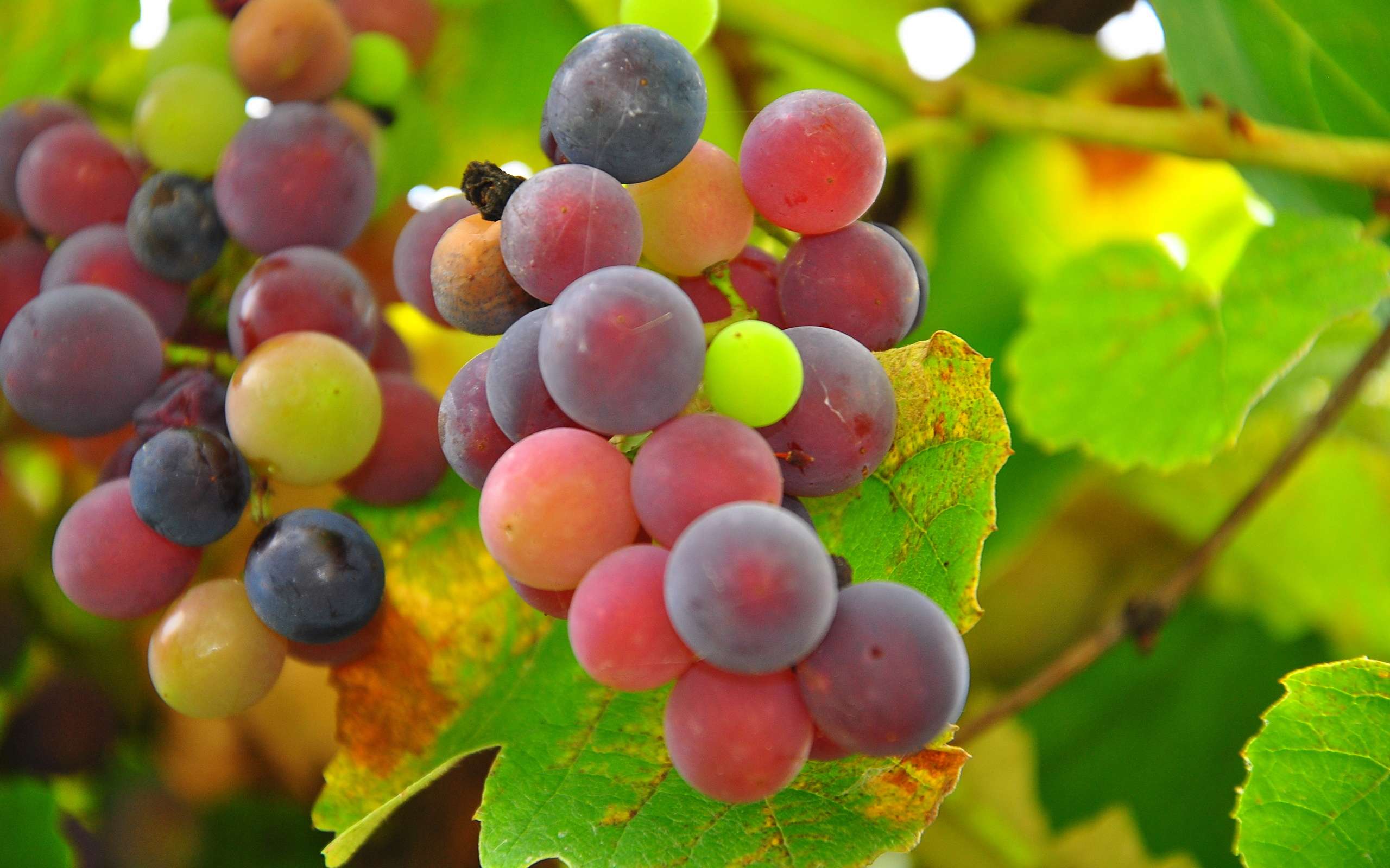 Разноцветный виноград
