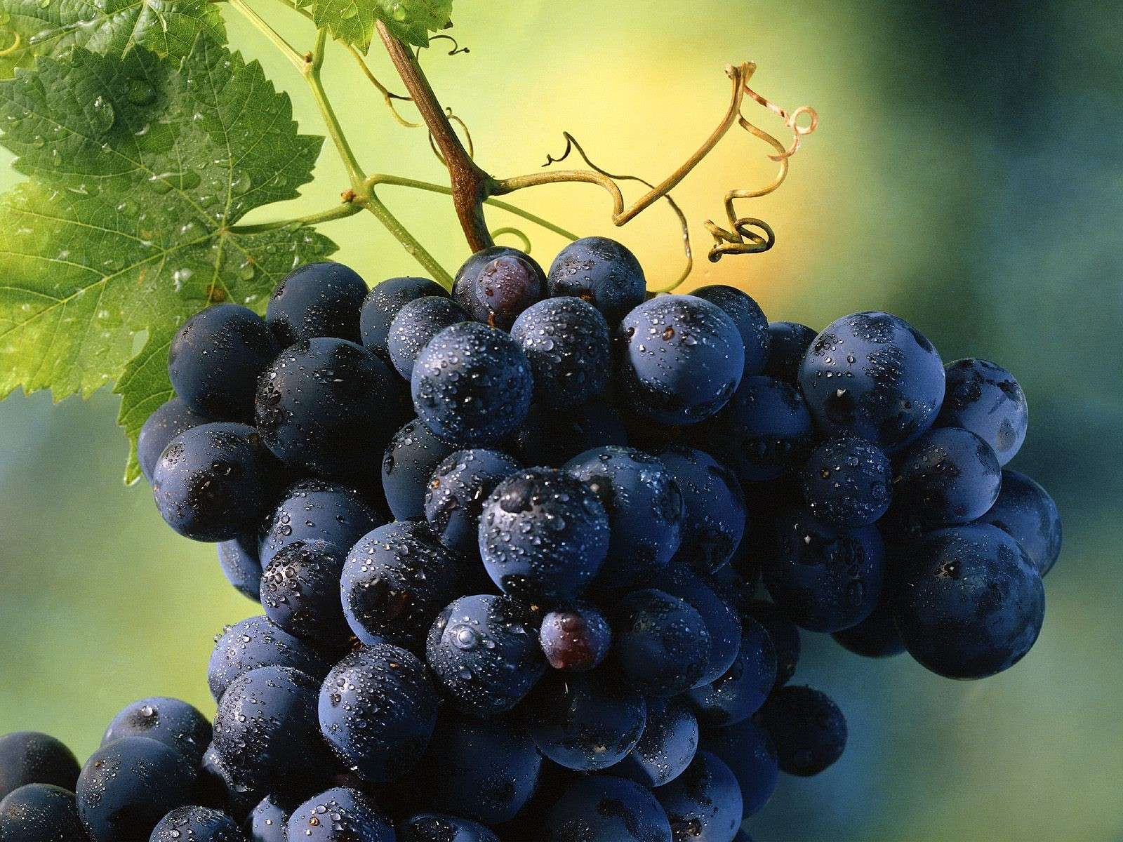 Сорт винограда мавр фото и описание