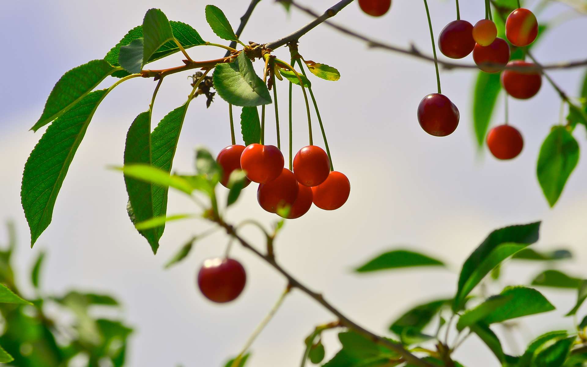 вишня ягоды листья ветка деревья без смс