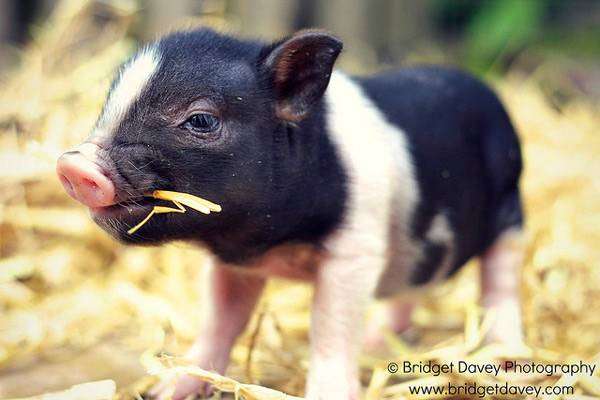 Черно-белый поросенок мини-пига (карликовой свиньи), фото фотография картинка