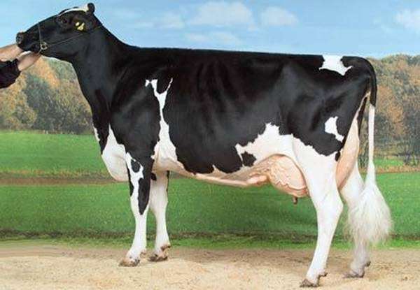 Тагильская порода коров, фото изображение