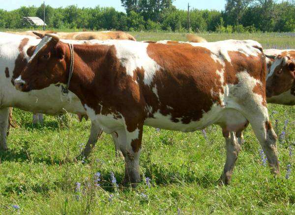 Красно-пестрая порода коров, фото фотография