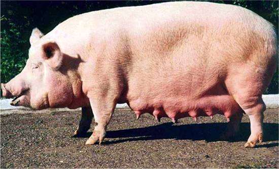 Крупная белая порода свиней, фото фотография
