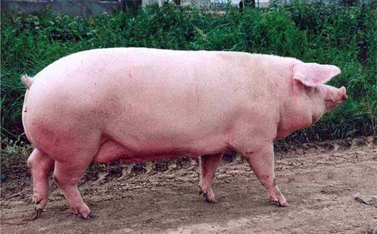 Ландрас порода свиней, фото парнокопытные животные фотография