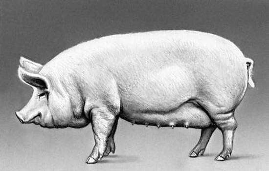 Латвийская белая порода свиней, картинка рисунок
