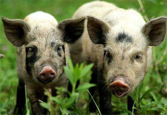 Украинская степная рябая порода свиней, фото фотография 
