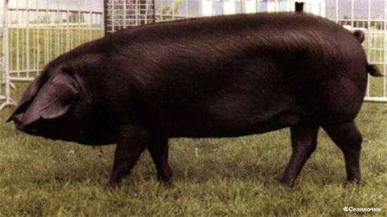 Крупная черная порода свиней, фото фотография