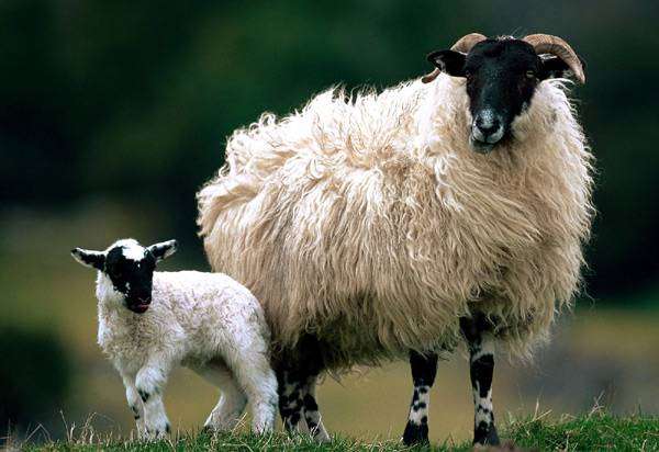 Домашняя овца с ягненком, фото фотография полорогие