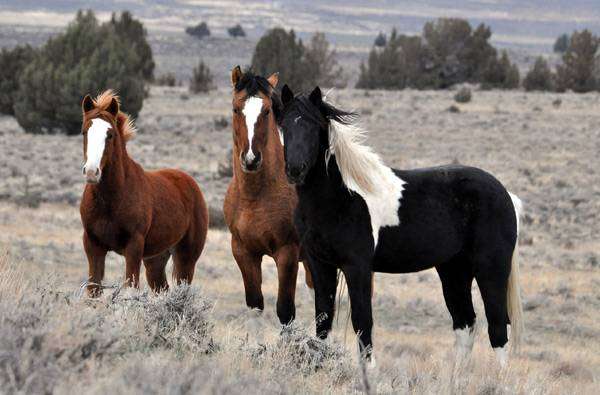 Три лошади, фото фотография непарнокопытные
