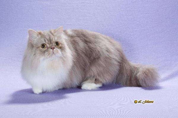 Наполеон (карликовая кошка), менуэт, фото фотография 
