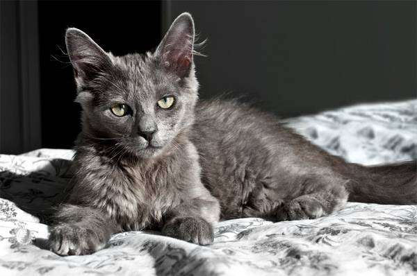 Нибелунг, фото породы длинношерстных кошек фотография